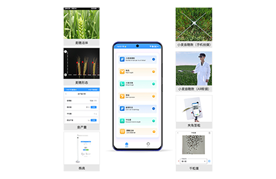 汉中市小麦表型测量仪IN-XM05